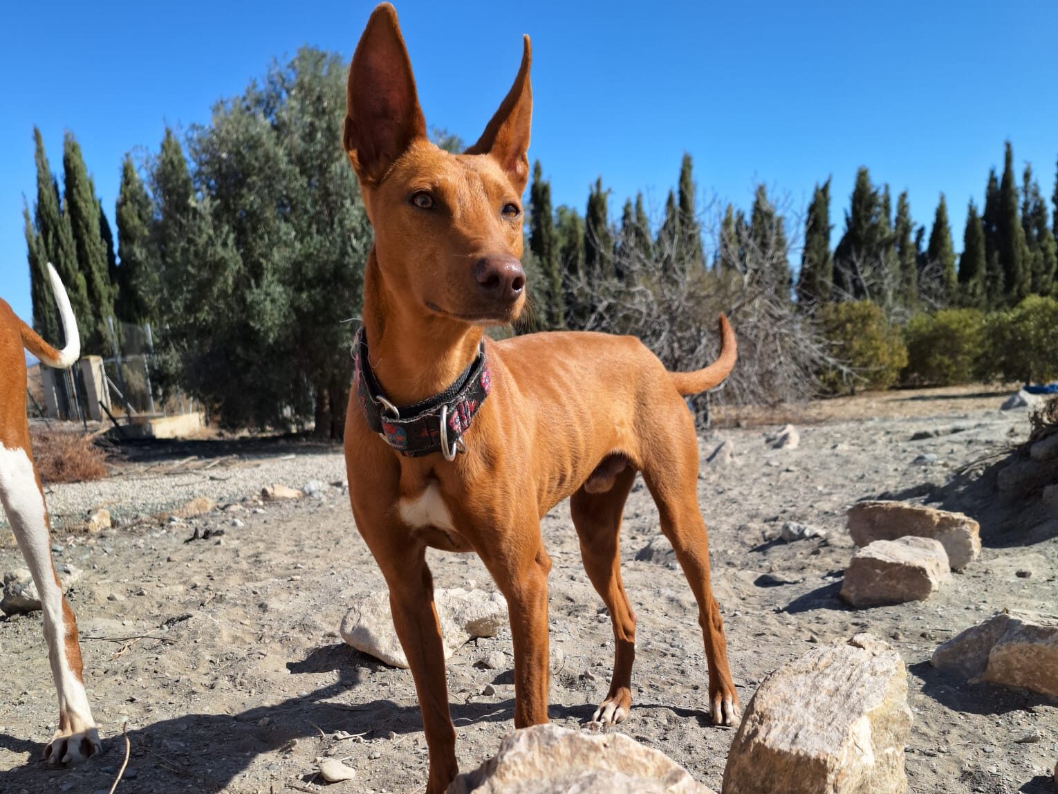 Kitsune - male Podenco