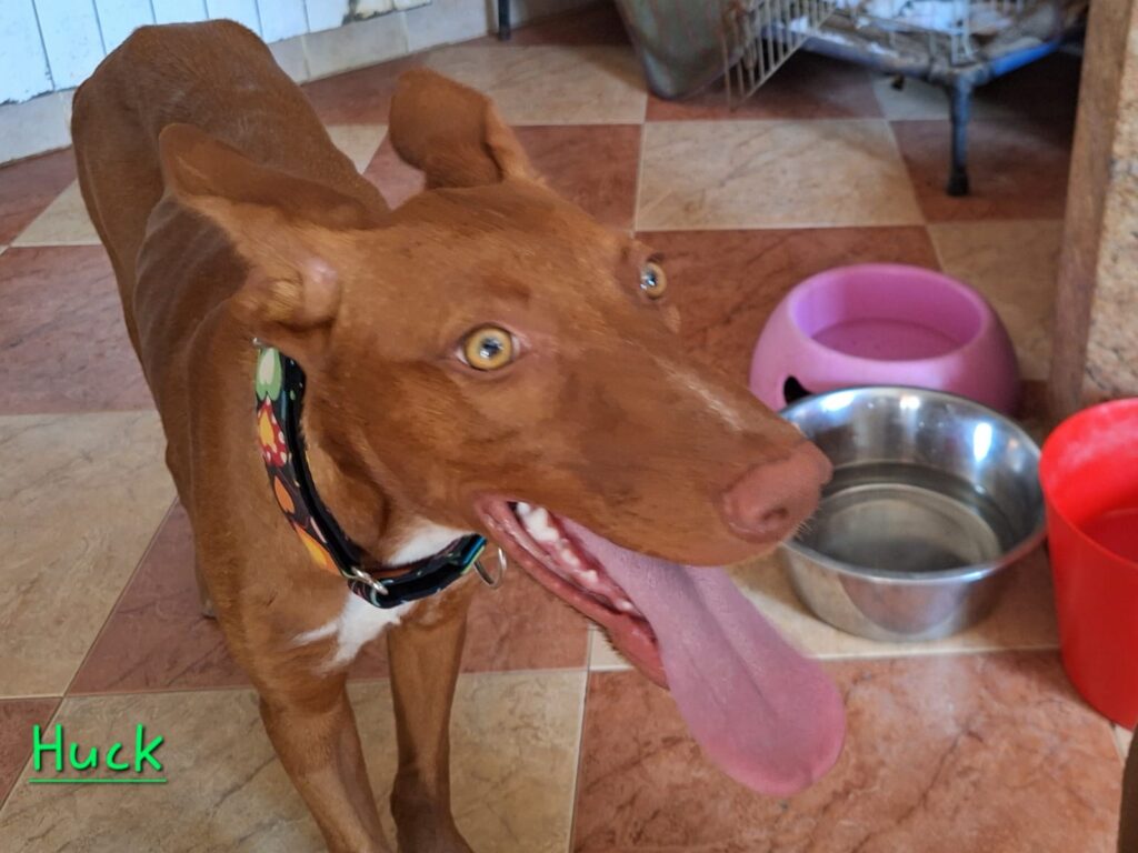 Huck - Podenco Male