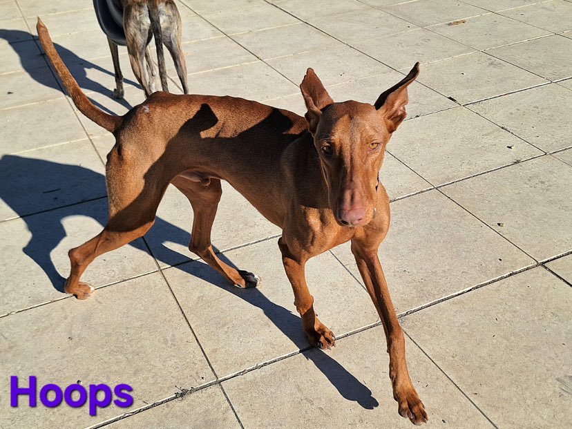 Hoops - Podenco male