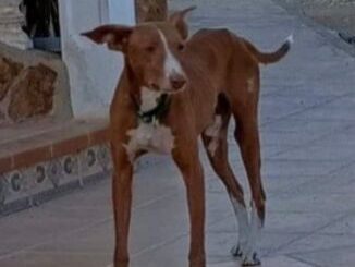 Mungo - male Podenco