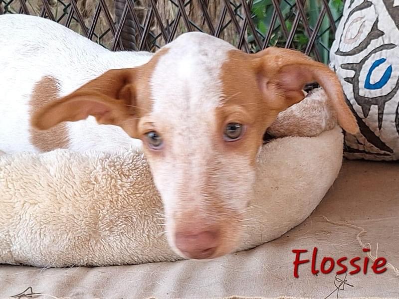 Flossie - abandoned puppy