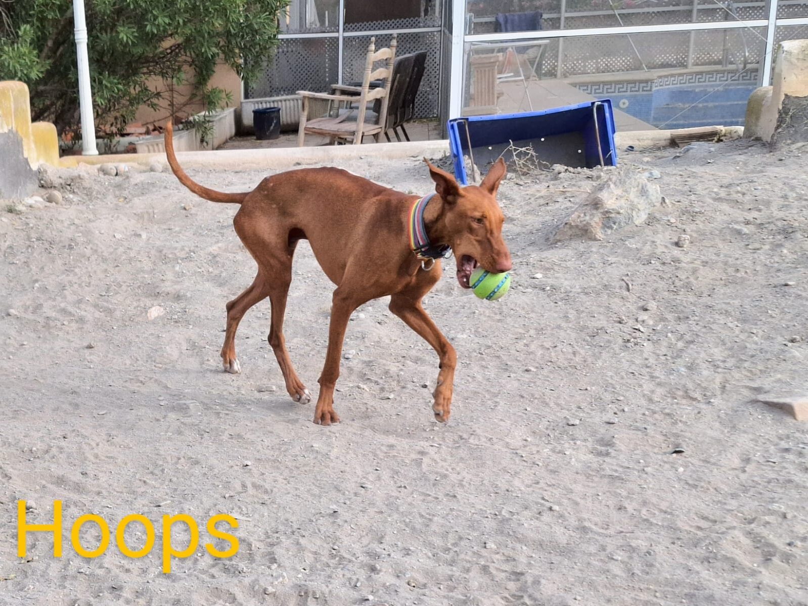 Hoops = Podenco male