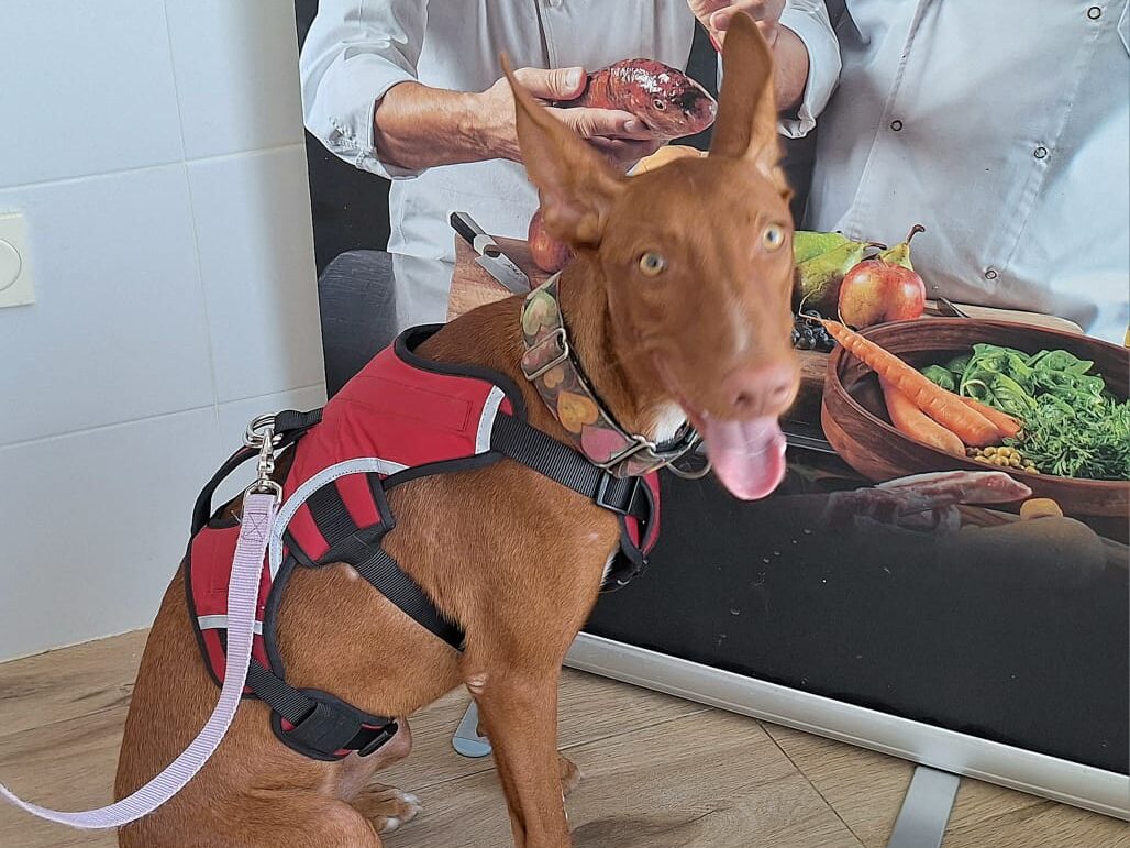 Huck - Podenco Male