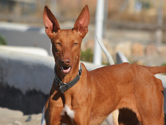 Podenco rescue