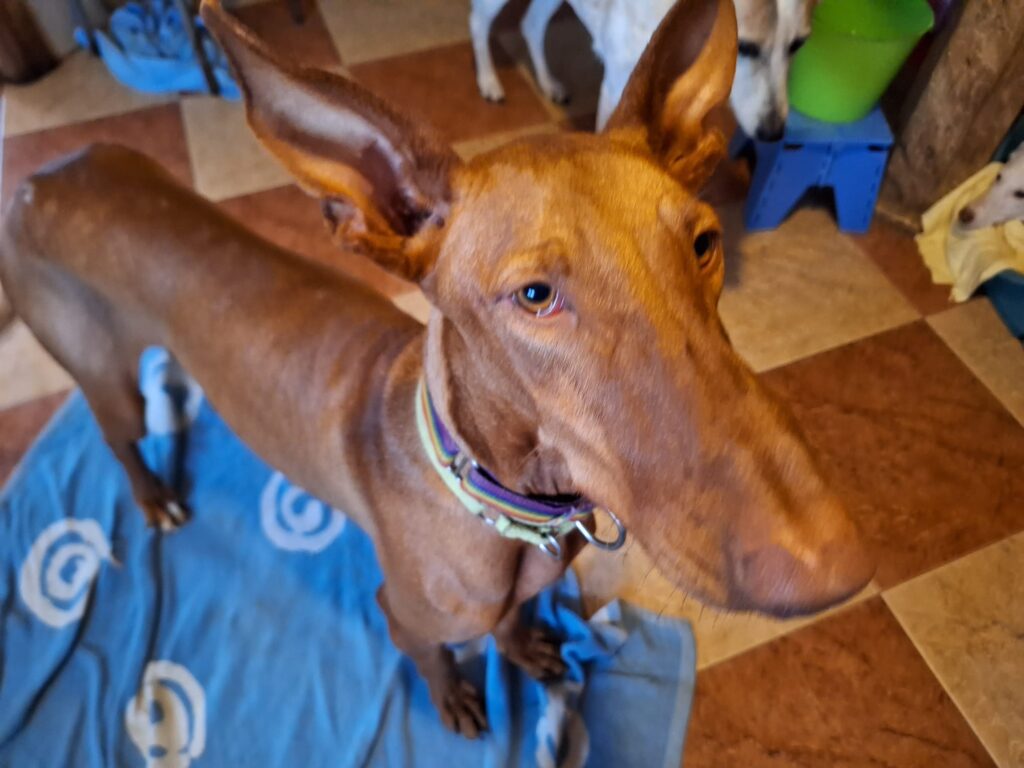 Hoops = Podenco male