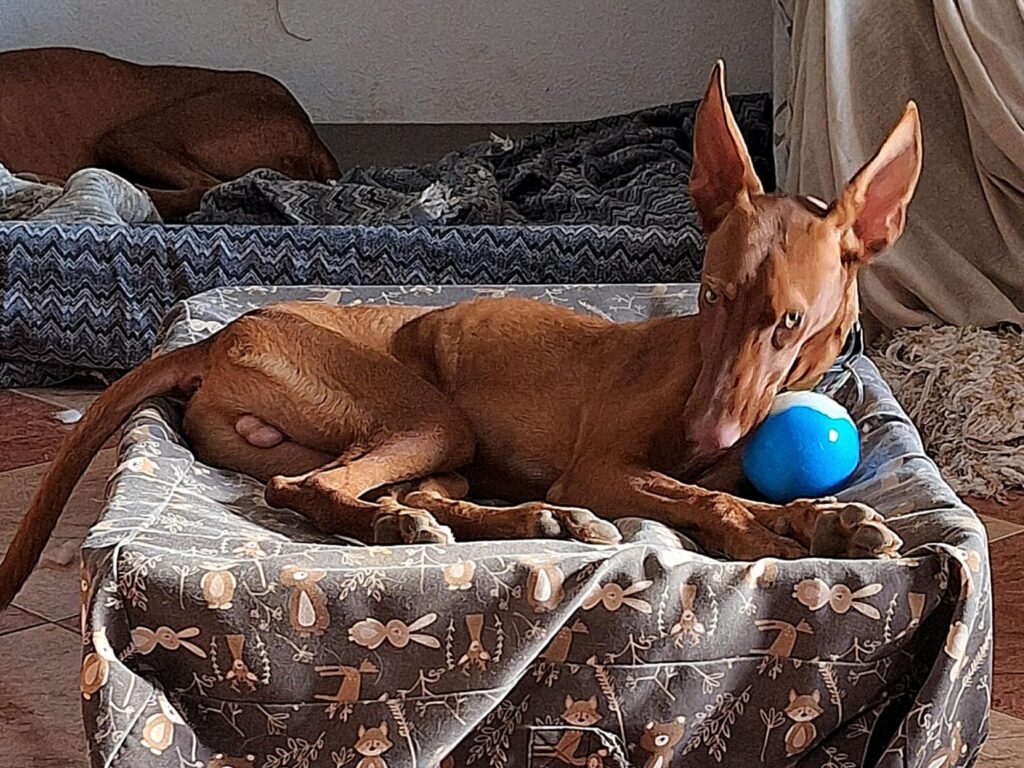 Huck - Podenco Male