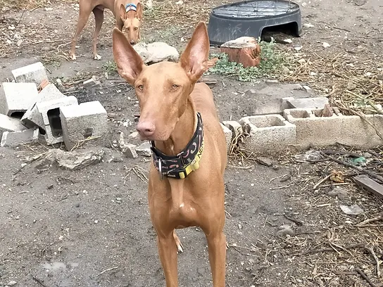 Podenco rescue