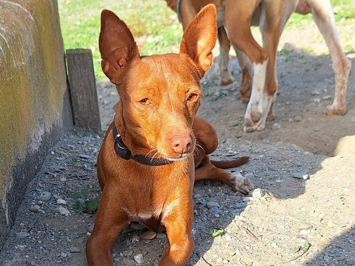 Mouse - female Podenco